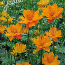 トロリウス 'ゴールデンクイーン'(2ポット1セット/10cmポット) TROLLIUS chinensis 'Golden Queen'