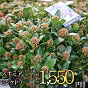 【宿根草】スキミア ピンクドワーフ Pink Dwarf(R) 花苗 多年草 ガーデニング 苗...