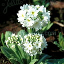 y敪AzyhzvEfeBL[^ Ao(2|bg1Zbg/9cm|bg) PRIMULA denticulata 'Alba'