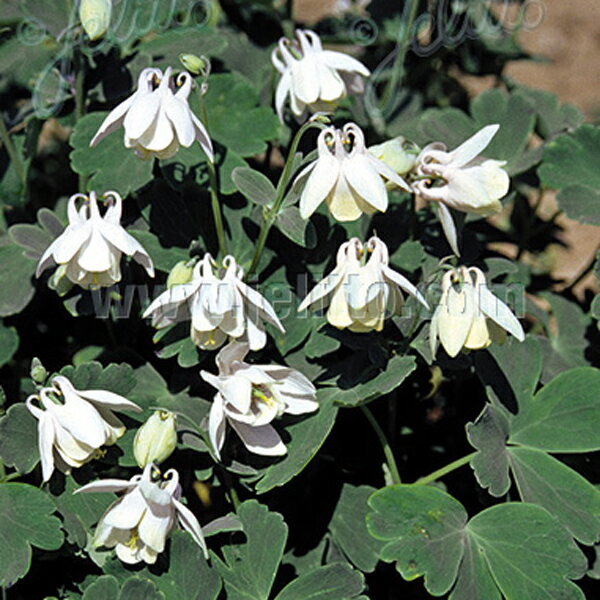 【送料区分A】【宿根草】ミヤマオダマキ 白花(10ポット1セット/9cmポット) AQUILEGIA flabellata var. pumila alba