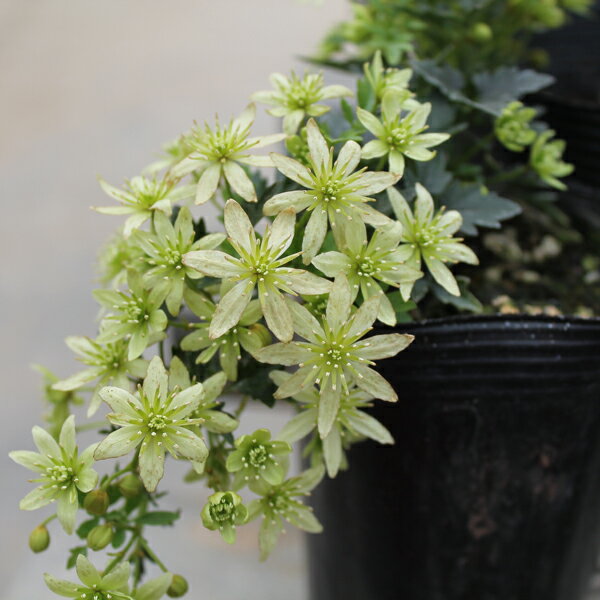 【クレマチス】フレグラントオベロン【Cグループ】CLEMATIS 'Fragrant Oberon'