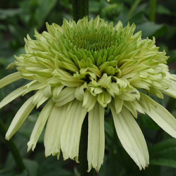 エキナセア 'ハニーデュー'(9cmロングポット) ECHINACEA 'Honey Dew®'