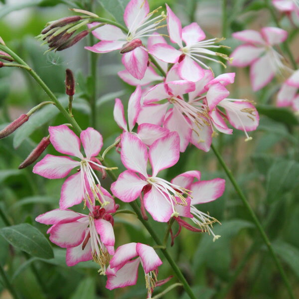 楽天市場 宿根草 ガウラ サマーエモーション 2ポット1セット Aグループ Gaura Lindheimeri Summer Emotions 花苗と球根の店 Better Gardens