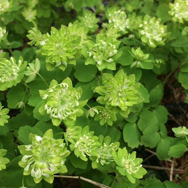 バイカカラマツソウ グリーンハリケーン(2ポット1セット/9cmポット) ANEMONELLA thalictroides 'Green Hurricane'