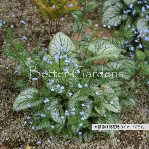 【送料区分A】【10.5cmポット】ブルンネラ 'ジャックフロスト'【宿根草】〈2025/09/08、葉が展開〉