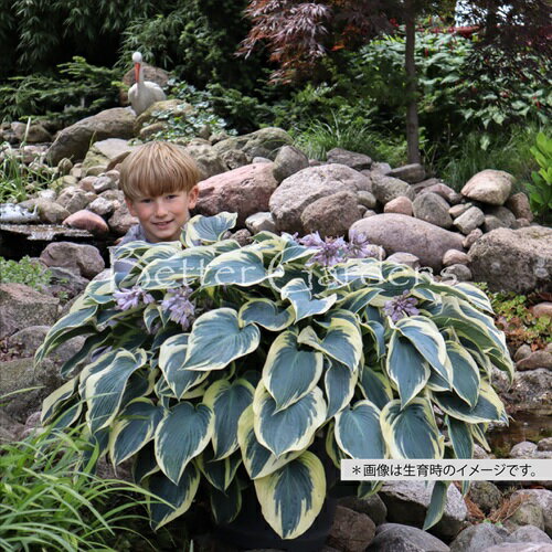 【送料区分G】【10.5cmポット】ホスタ ’スリーピングビューティー’ 【宿根草】〈2025/05/10：芽吹き、..