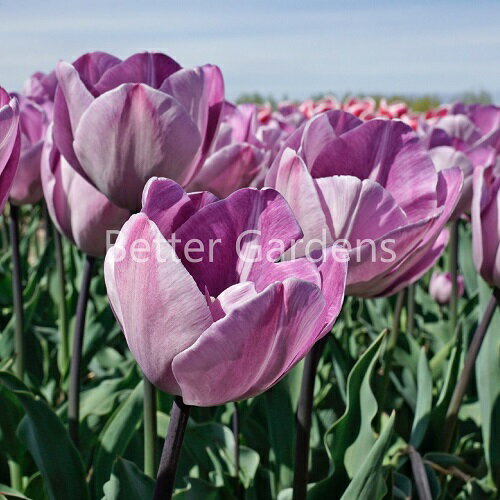 【送料区分B】【球根／1袋4球入】チューリップ 'ジャグジー' 【系統T：トライアンフ系】〈球根サイズ：球周11～12cm〉のサムネイル