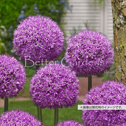 【送料区分B】【球根／1袋2球入】アリウム 'グラディエーター'〈球根サイズ：球周16/18cm〉のサムネイル
