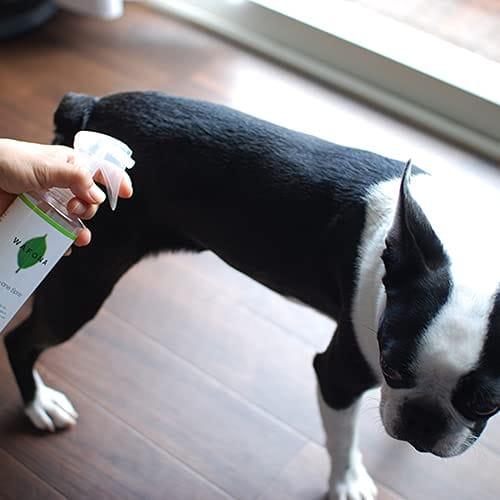 WAFONA �����륤���󥹥ץ졼 �ý����ݥ����󥱥� ���ؤ��ܥȥ� 300ml ���ȥ��� ���� �ý��ʸ����ʡ�