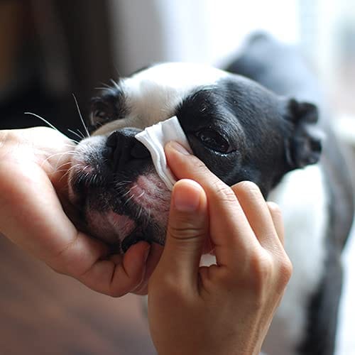 WAFONA �����륤���󥹥ץ졼 �ý����ݥ����󥱥� ��̳�� 4000ml ���ȥ��� ���� �ý��ʸ����ʡ�