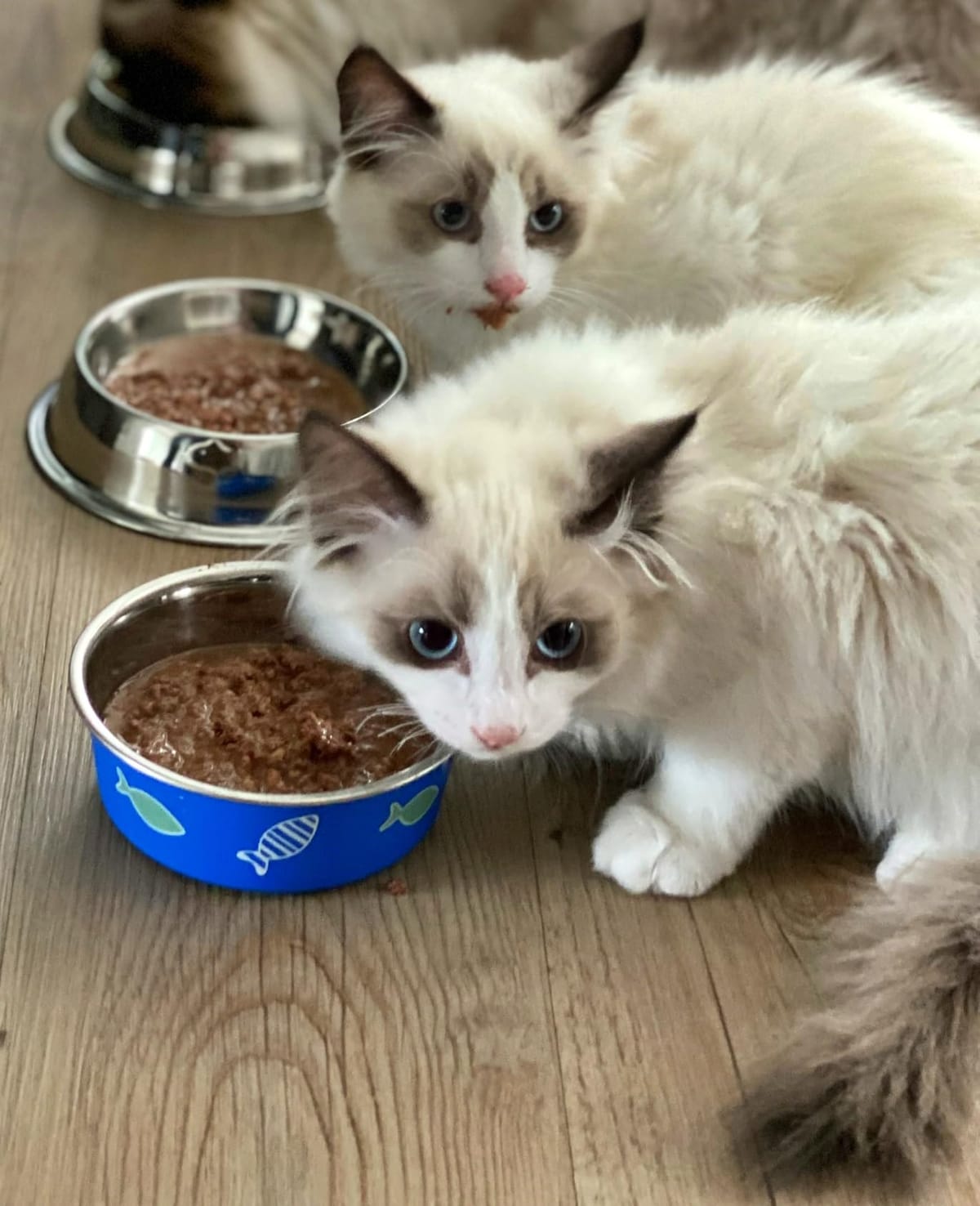 愛猫家の声から誕生した 猫のおやつ 本まぐろ ふりかけ 50g 国産 無添加 にゃんこ様 シニア 栄養補給 食欲増進