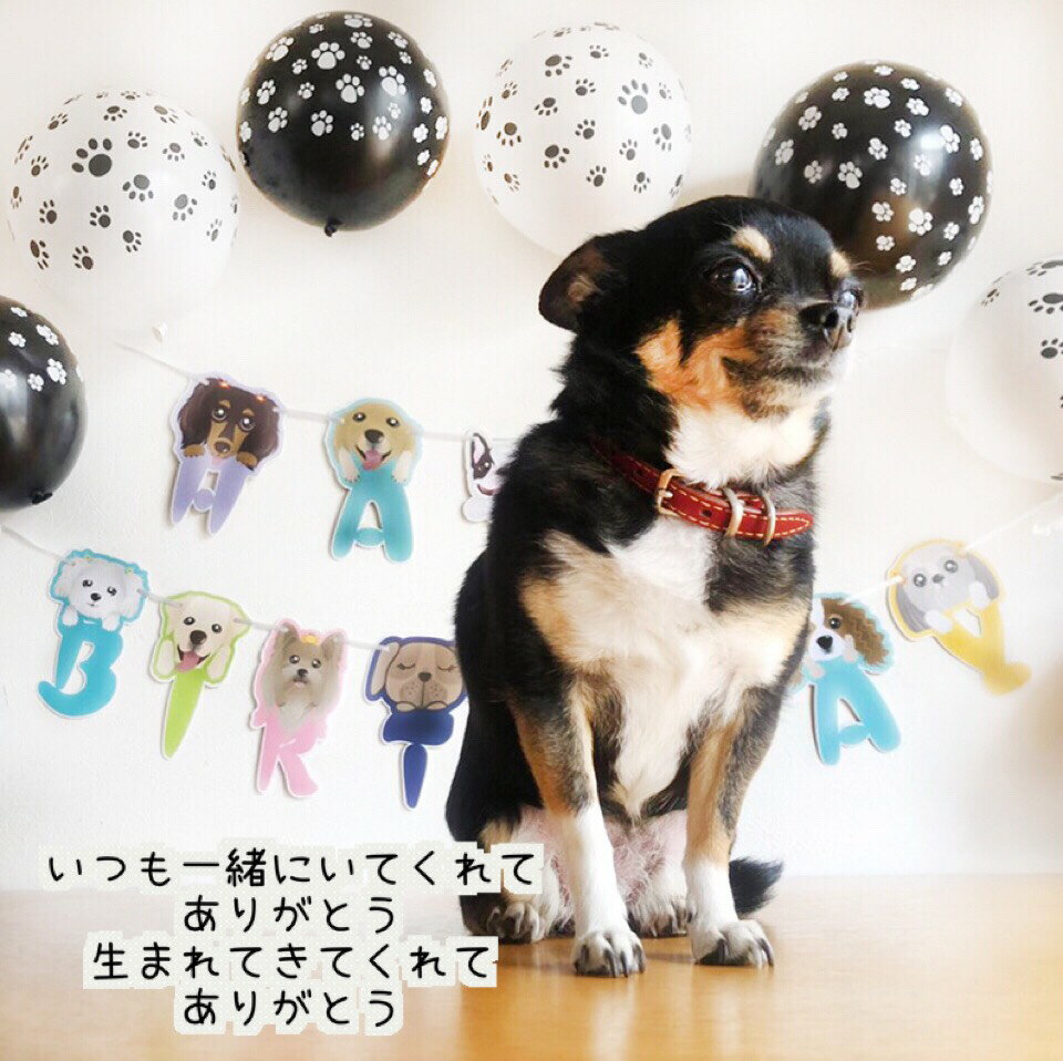 【10%OFF!!】送料無料☆ペットのワンちゃんの誕生日バルーンセット 犬用 ワンコグッズ 犬好き DOG BIRTHDAY 愛犬 誕生日パーティー 記念日 飾り付け 思い出 フォト 感謝 サプライズ バースデー プレゼント いつも一緒にいてくれてありがとう