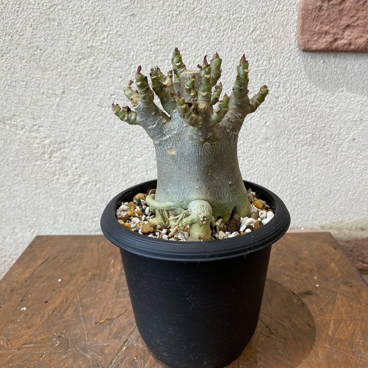 楽天市場】アデニウム アラビカム(観葉植物|花・観葉植物 楽天市場】アデニウム アラビカム(観葉植物|花・観葉植物