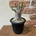 【送料無料】アデニウムアラビカムドワーフ 4号 塊根植物 アデニウム アラビカム ドワーフ 鉢付き キョウチクトウ コーデックスアデニウム タイソコトラナム ...