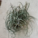 ティランジア ハイジグーツ エアプランツ エアープランツ チランジア レアプランツ 希少 希少植物 希少観葉植物 観葉植物 バムズ 希少価値 インテリア植物 岐...