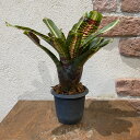 タンクブロメリア ネオレゲリア ワールウィンド 3号鉢 高さ24cm 希少 レア 希少植物 希少観葉植物 観葉植物 バムズ インテリア植物 岐阜市観葉植物 タイ...