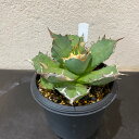 アガベチタノタコンパクタ 3.5号 鉢付き 観葉植物 希少 アガベ チタノタ コンパクタ 農大系 Agave titanota Compacta BHMS バムズ