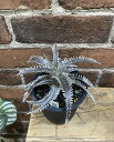 【2023年6月新入荷】 ディッキア ウィンターキス3号 鉢付き ディッキアウィンターキス Dyckia 観葉植物 希少 希少観葉植物 BHMS バムズ