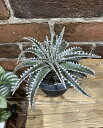 【2023年6月新入荷】 ディッキア　ホタカ　3号 鉢付き　ディッキアホタカ　Dyckia Hotaka　観葉植物 希少 希少観葉植物 BHMS バムズ