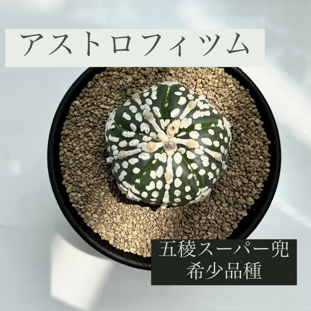 アロエ アストロフィツム 五稜 スーパー兜 3号 超希少 レア 鉢付き Astrophytum 観葉植物 希少観葉植物 BHMS バムズ インテリア植物 多肉植物 希少多肉植物 サボテン アガベ アロエ 有星類