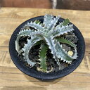 【2024年1月新入荷】 ディッキア オーシャンスターライト 3号 鉢付き ディッキ オーシャンスターライト Dyckia OceanStarlight 観葉植物 希少 希少観葉植物 希少植物 BHMS バムズ タイ産 観葉植物初心者 塊根植物 多肉植物