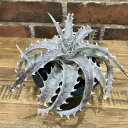 【2024年1月新入荷】 ディッキア リトルウィング 3号 鉢付き ディッキアリトルウィング Dyckia LittleWing 観葉植物 希少 希少観葉植物 希少植物 BHMS バムズ タイ産 観葉植物初心者 塊根植物 多肉植物