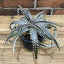 ディッキア プロミネンス 3号 希少 レア 鉢付き ディッキアプロミネンス dyckia Prominence 観葉植物 希少観葉植物 BHMS バムズ インテリア植物 塊根植物 多肉植物 希少 タイ 希少価値