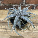 ディッキア リヴァイアサン 3号 希少 レア 鉢付き ディッキアリヴァイアサン Dyckia Leviathan 観葉植物 希少観葉植物 BHMS バムズ インテリア植物 塊根植物 多肉植物 希少 タイ 希少価値