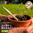 国際特許取得済み 芽が出るえんぴつ 鉛筆 えんぴつ 文房具 おしゃれ かわいい 可愛い 家庭菜園 花 ハーブ 種 植物 ナチュラル 天然素材 エコ エシカル 小学生 入学祝い 引き出物 ギフト 記念品