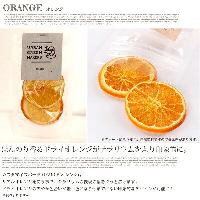 オリジナルテラリウムキット〜ORANGE(オレンジ) ugm0391 URBAN GREEN MAKERS(アー...