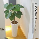 アートくわず芋1.8(alocasia odora) 光触媒 イミテーショングリーン 送料無料