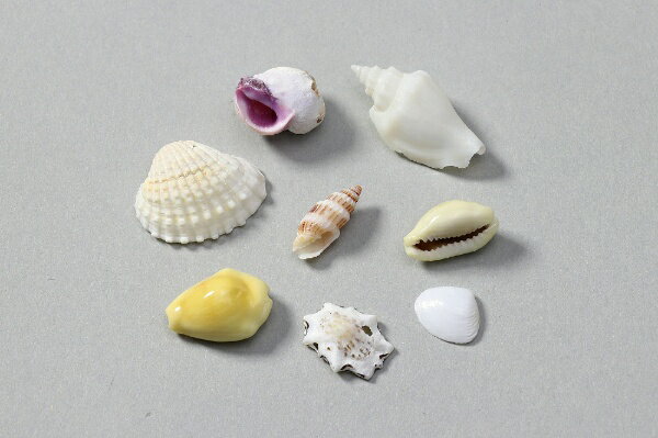 アーテック｜Artec ミックスシェル10g 小袋入り