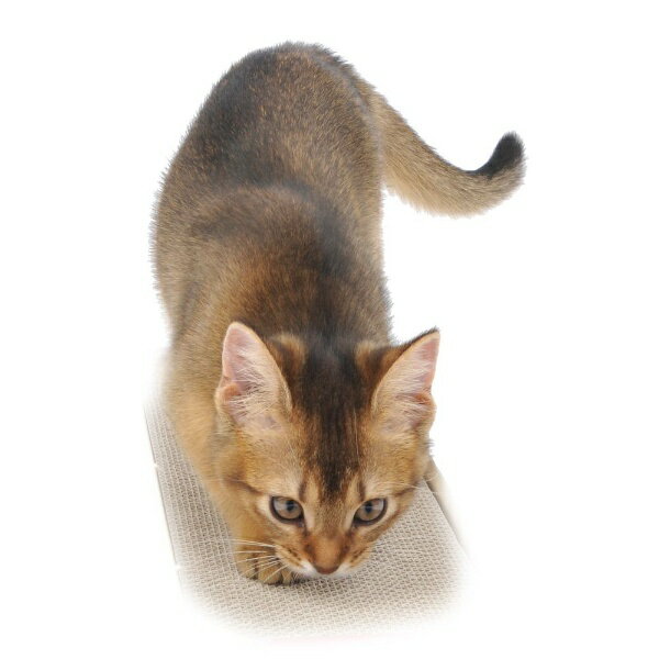 ペティオ|Petio 両面使えるつめみがき 3...の紹介画像2