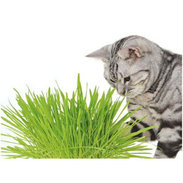 �ڥƥ�����Petio �ͥ��θ�����