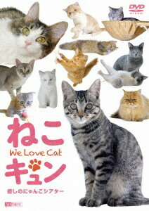 ハピネット｜Happinet シンフォレストDVD：ねこキュン 癒しのにゃんこシアター We Love Cat【DVD】 【代金引換配送不可】 1