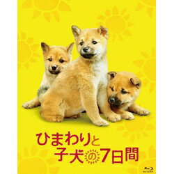 ■ 『きな子〜見習い警察犬の物語〜』、『HACHI 約束の犬』、『犬と私の10の約束』、『子ぎつねヘレン』に次ぐ心温まる動物映画。保健所に収容された母犬が、7日間の「命の期限日」を前に、子犬を必死に守ろうとする姿に心打たれる感動ストーリー。■ 「マリと子犬の物語」の柴犬がみせる名演技母犬ひまわり役には、大ヒット作「マリと子犬の物語」の子犬でマリをつとめた名犬「イチ」が抜擢。全編にわたり喜怒哀楽を表現を必要とされる高度な母犬の気持ちを見事に表現。■ 宮崎県出身の堺雅人が故郷で熱演！舞台である宮崎県出身の堺雅人、中谷美紀、でんでん、吉行和子、小林稔侍、檀れいなど実力派キャスト競演と、犬が苦手な芸人として有名なオードリーの若林正恭が本作で映画初出演を果たしたことも話題。■ 原案は、2007年ネット上で話題になり、「ポチたま（TX）」「世界仰天ニュース（NTV）」でも取り上げられた感動の実話。宮崎県の保健所で、命の期限を決められた犬と、職員に起こった奇跡は、多くの人に勇気と感動を与えた。■ 命との向き合いをつぶさに描く様々な事情で飼い主を失い、保健所に収容される「保護犬」。年間17万頭もの犬や猫が殺処分されている現実に正面から向き合い、命の大切さを伝える。■ 山田洋次監督の愛弟子のデビュー作「武士の一分」「おとうと」「東京家族」で共同脚本もつとめる山田組の女性助監督・平松恵美子の監督デビュー作。松竹映画に脈々と受け継がれてきた、＜普遍的な家族愛＞を描いたヒューマンドラマ。【ストーリー】ある冬の寒い日、母犬と生まれたばかりの子犬が保健所に収容される。母犬は近寄る人すべてに激しく吠え、懸命に子犬を守ろうとしていた。一匹でも多くの犬を助けるため、里親探しに奔走する職員の神崎彰司は、母犬の心を開かせようと奮闘する。彰司の娘は、もう一度太陽の下で生きていけるよう、母犬に「ひまわり」と名付けるが、その願いもむなしく、犬たちの命の期限は刻一刻と近づいていた—。人間の仕打ちに心を閉ざしてしまった飼い主のいない母子犬と、彼らを守ると決めた保健所職員が起こした、奇跡の実話。【映像特典】■ 完成披露試写会・初日舞台挨拶■ 思い出の撮影風景■ 特報（c） 2013「ひまわりと子犬の7日間」製作委員会通常版/本編117分＋特典13分/映像特典収録/同時発売DVDはDB-688