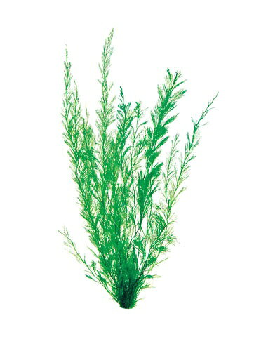 楽天ビック(ビックカメラ×楽天)のジェックス｜GEX メダカ水景 天然産卵草(大) [ペット用品]｜アングル2