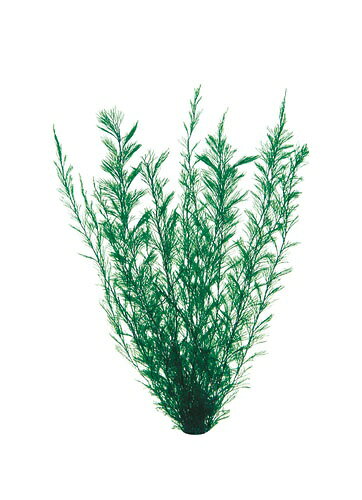 ジェックス｜GEX 金魚水景 天然おつまみ草 [ペット用品]