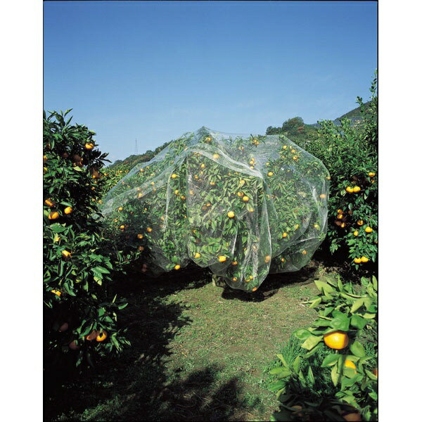 ����ܥ���KINBOSHI GS #7679 �̼����äݤ���Ļ�ͥå� 6x6m