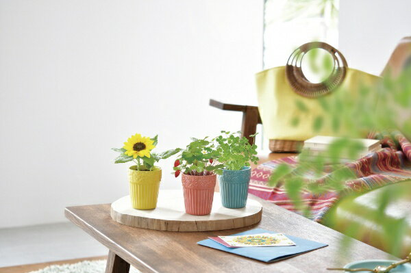 ����ƫ�ݡ�SEISHIN GD-90403 �ܥ��˥���ݥå� ���ե������С�