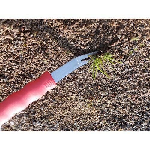 ��ʡ�DAISHIN EVER GREEN �ե��åȥ���å׻���ȴ�� EVER GREEN