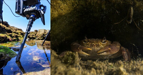 LAOWA�å饪�� 24mm T14 2X Macro Periprobe���˥���F�ʼ��������ʡ� [�˥���F /ñ�������]