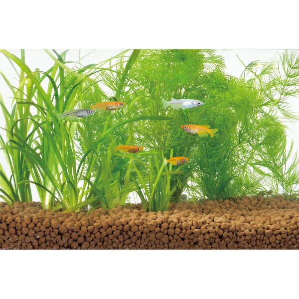 �����å�����GEX �������� ���᤹���ֶ��� ��γ 2.5L