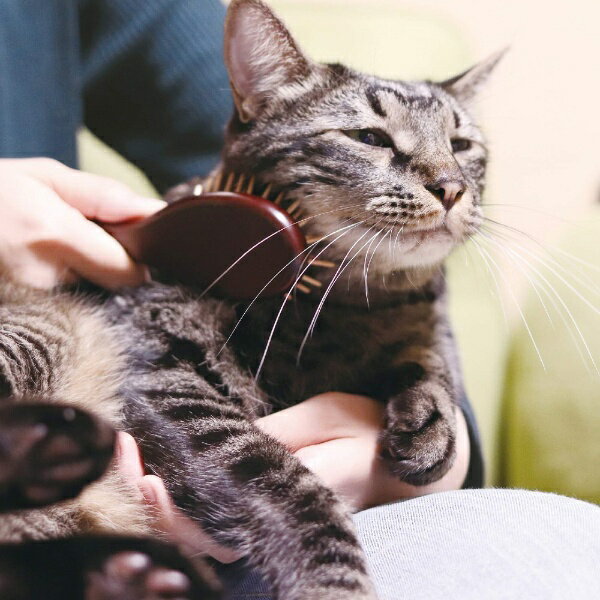 �ɥ����ޥ��DoggyMan NSC �����ԥ�֥�å��󥰥֥饷