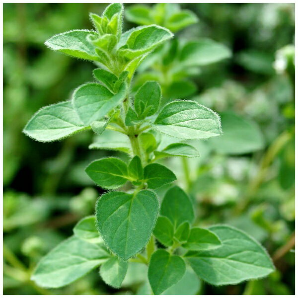 �ե졼�С��饤�ռҡ�Flavor Life ���������꡼ �������˥å����å��󥷥�륪���� �ޥ����ॹ������ 5ml