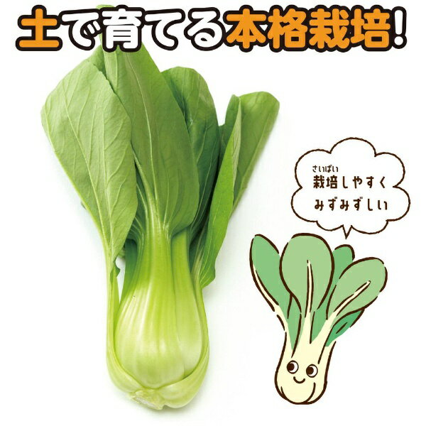 アーテック｜Artec お家で楽しく栽培キット チンゲンサイ 102931