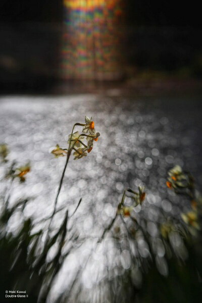 レンズベビー｜LENSBABY レンズベビー　コンポーザープロII ダブルグラスII ニコンF [ニコンF /単焦点レンズ]