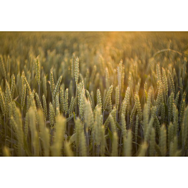 【中古】 富士フイルム(FUJIFILM) X 交換レンズ フジノン ズーム 標準 コンパクト 18-55mm 手ブレ補正 リニアモーター(静音) 絞りリング F XF18-55MMF2.8-4 R LM OIS