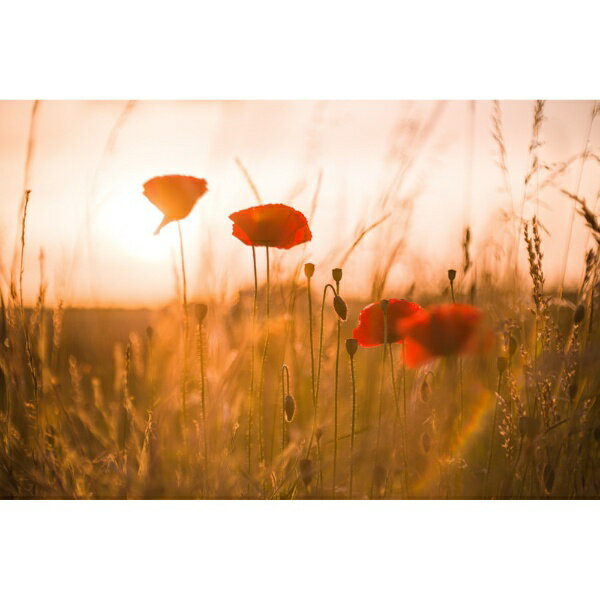 【中古】 富士フイルム(FUJIFILM) X 交換レンズ フジノン ズーム 標準 コンパクト 18-55mm 手ブレ補正 リニアモーター(静音) 絞りリング F XF18-55MMF2.8-4 R LM OIS