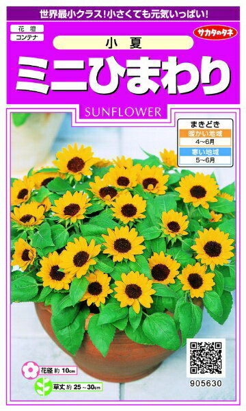 サカタのタネ｜SAKATA SEED CORPORATION 実咲 ミニひまわり 小夏 実咲 905630のサムネイル